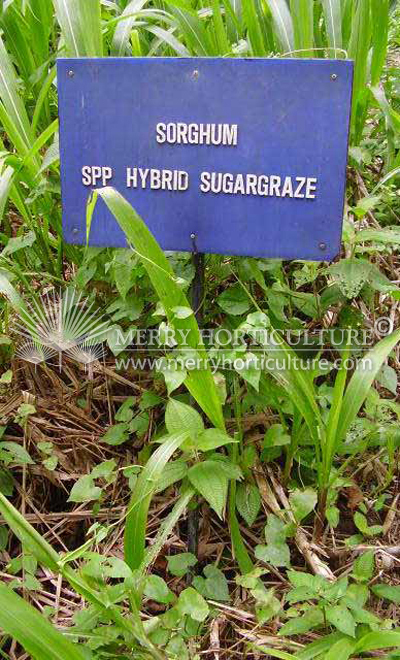 Sorghum Hydrid Sugargraze